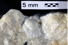 Foto (Detailansicht) von Brachyura indet. (NHMW-GEO-1990-0041-0368)